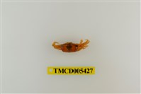 藏品(乳白南方招潮蟹)的圖片